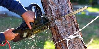 Trusted Sutter, CA Tree Removal and Landscaping Services Experts